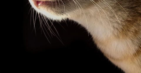 The night cat