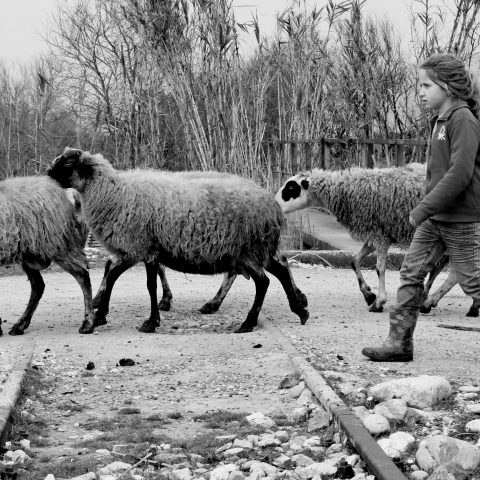 girl with sheep