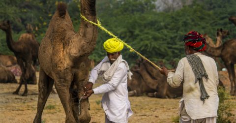 Pushkar Fair