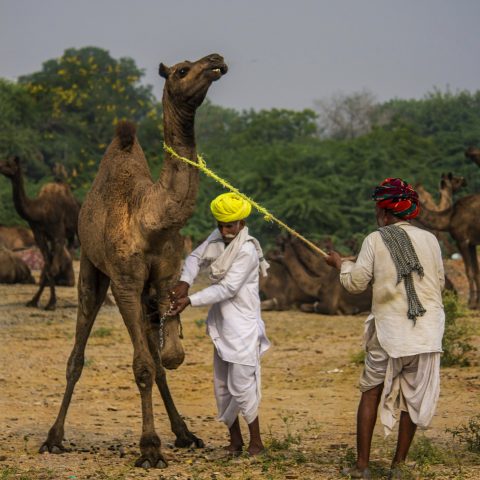 Pushkar Fair