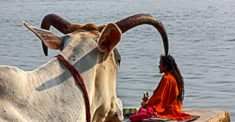 COW HORN AND A SAINT