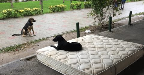 Dogs
