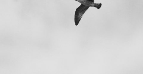 Seagull over the Church