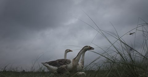 The story of swan and tearing