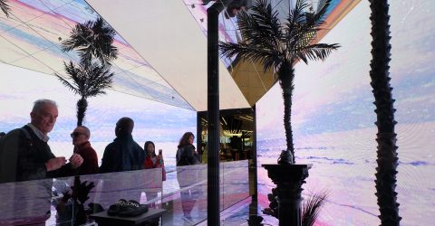 Among the palms