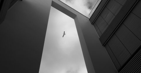 Freedom