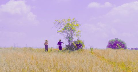 Purple Field