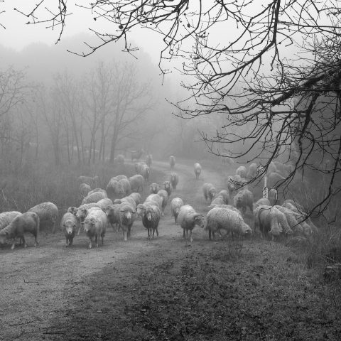 The herd