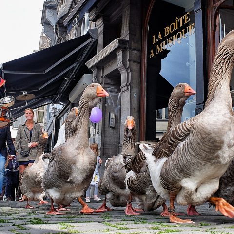 La fanfare des oies