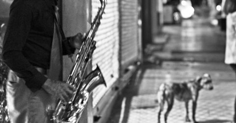 Jazzy dog