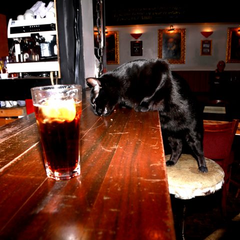 Cat and Coke