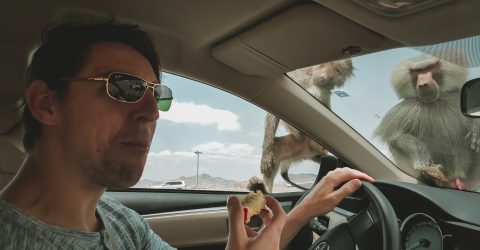 Top of the food chain