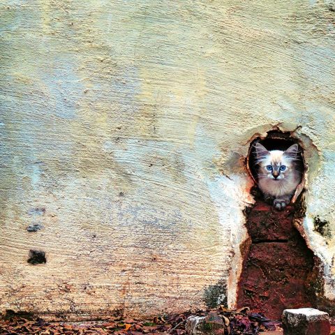 Bela Vista_Cat
