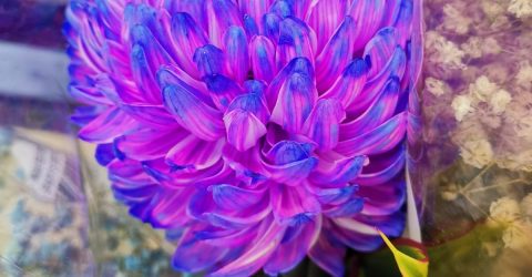 The galaxy flower