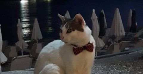 Cat style