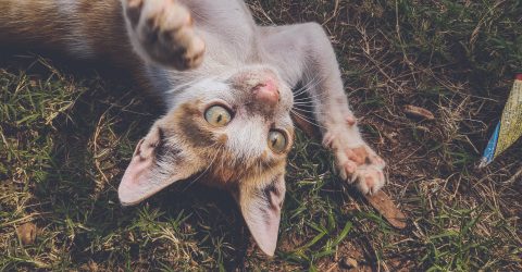 Kitty