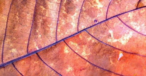 Red pattern leaf