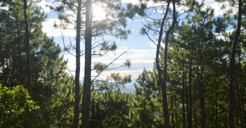 The beauty of Mt. Ulap