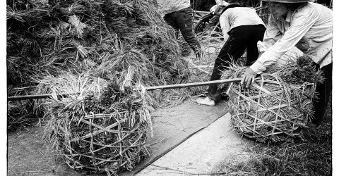 Harvesting