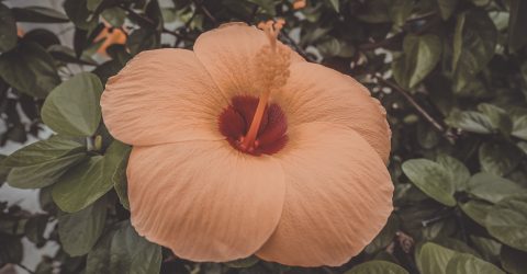 Hibiscus