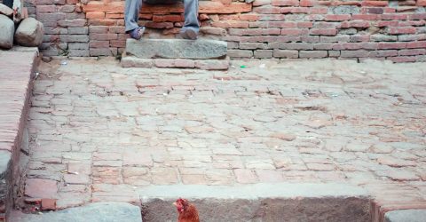 boy and chicken