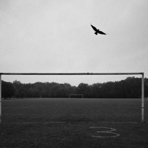 Where the crows dare – London – 2020