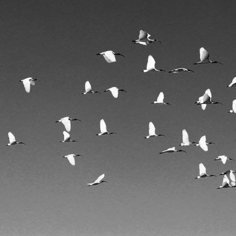 wings together
