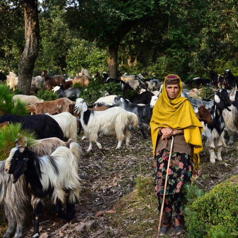 A Bakarwal Woman