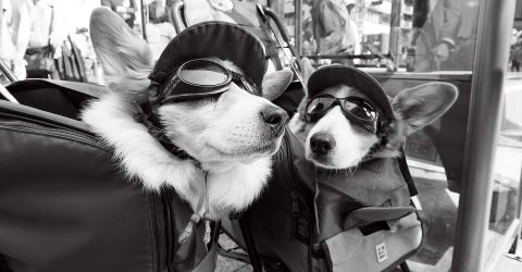 you say?! [coversation of the corgi]